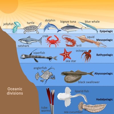 Animal Adaptations | Sutori